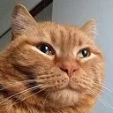 ちぇぶ@ゴー宣DOJO総合P